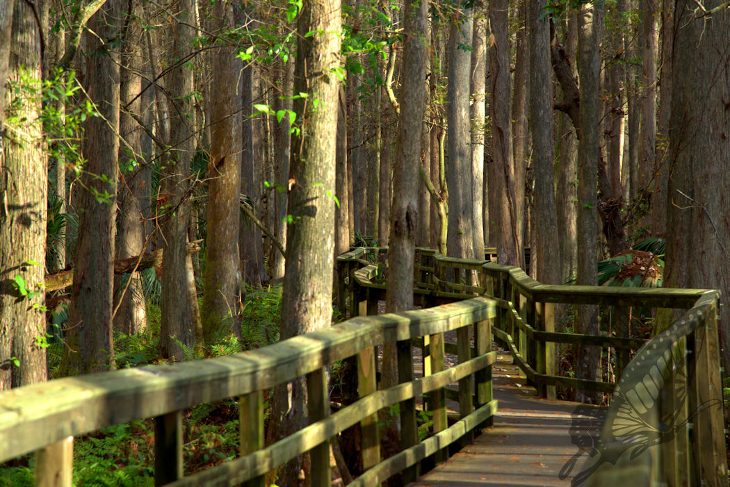 Woodland Boardwalk